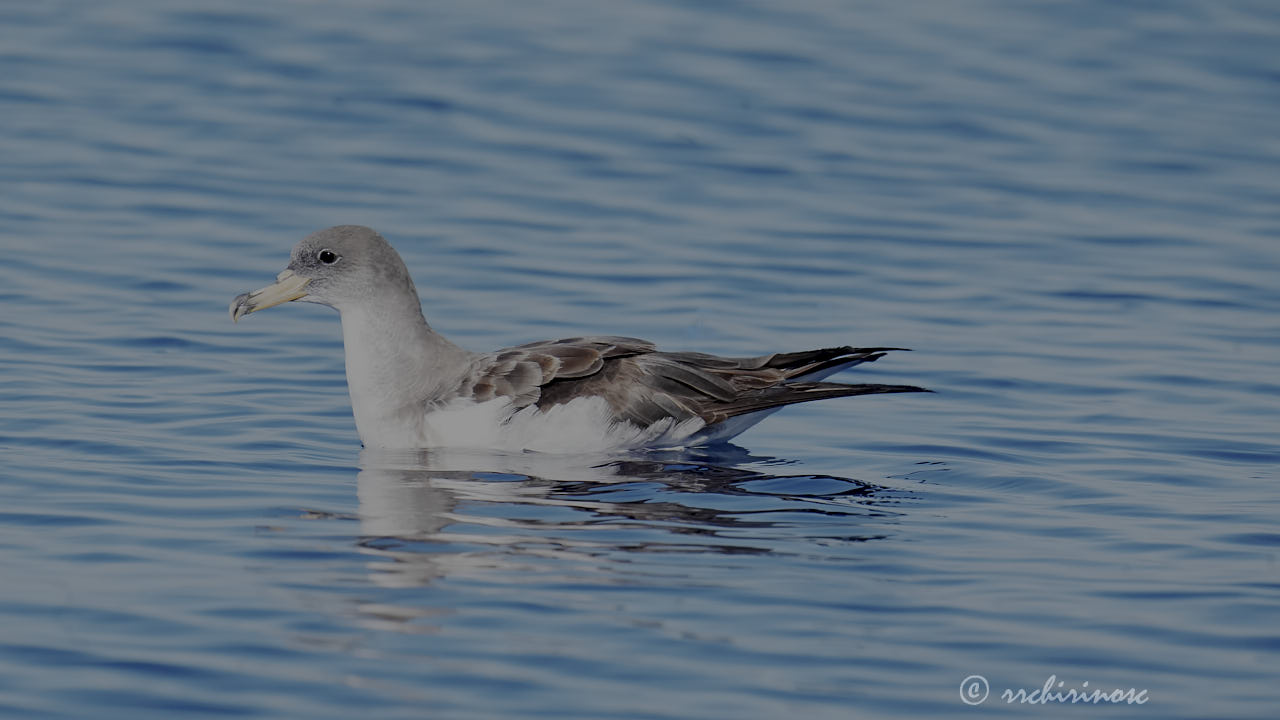 Scopoli's shearwater