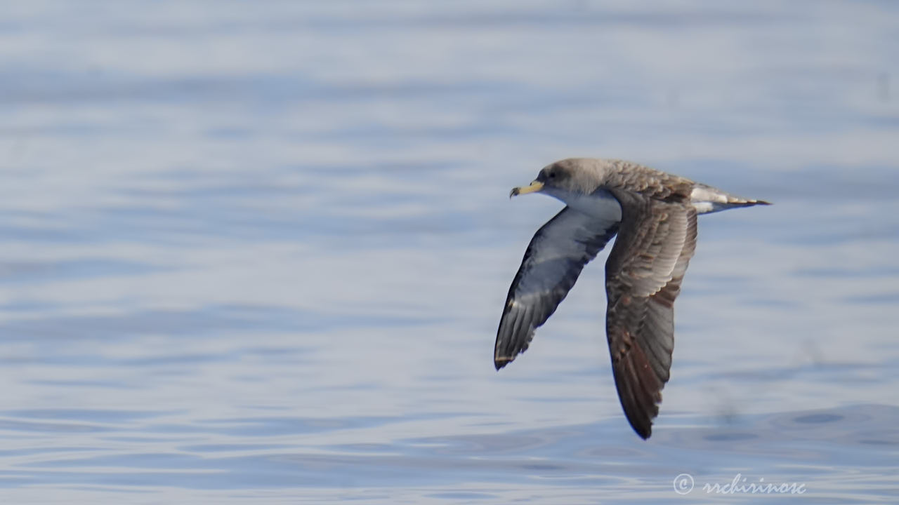 Cory's shearwater