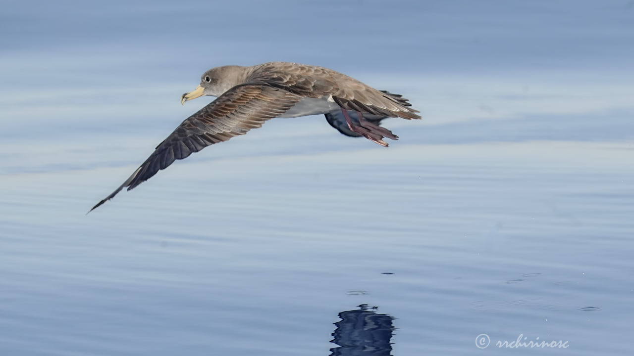 Cory's shearwater