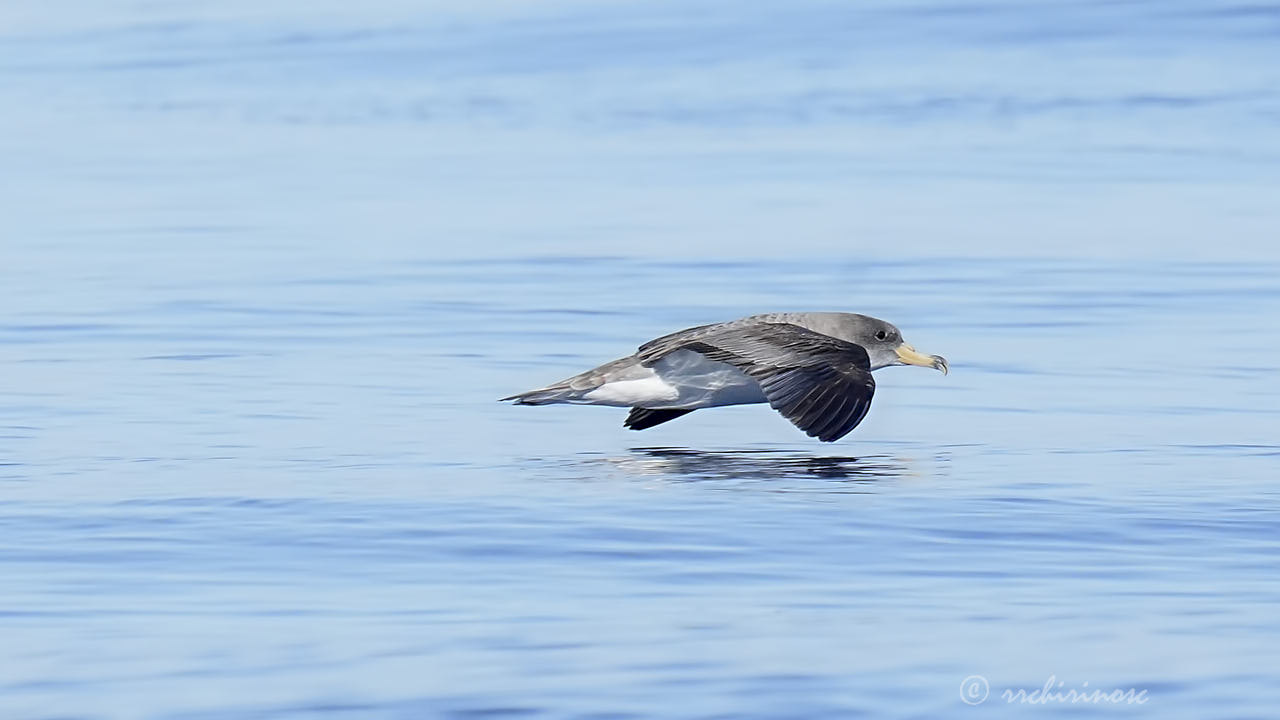 Cory's shearwater