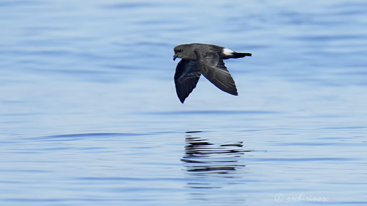 European storm petrel