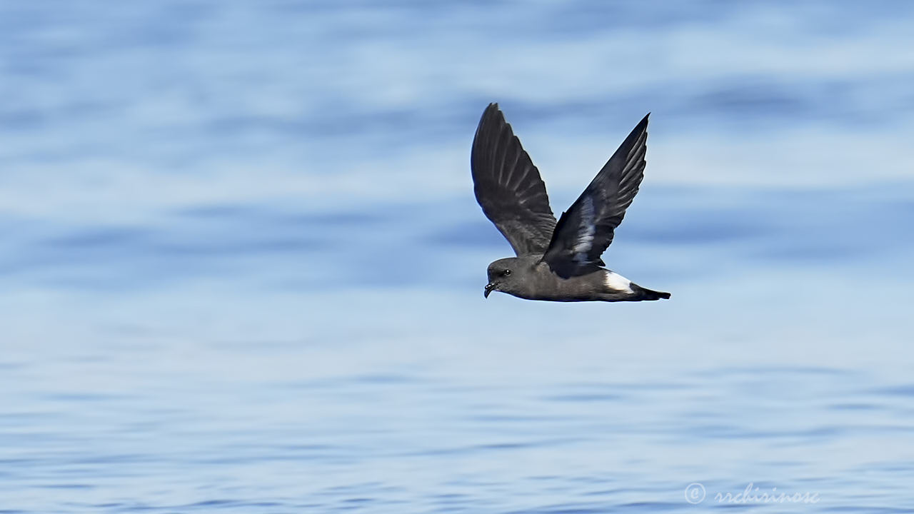 European storm petrel