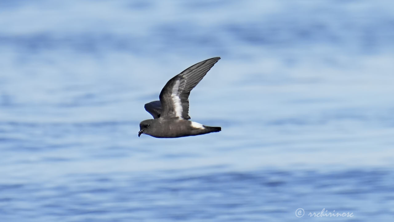 European storm petrel
