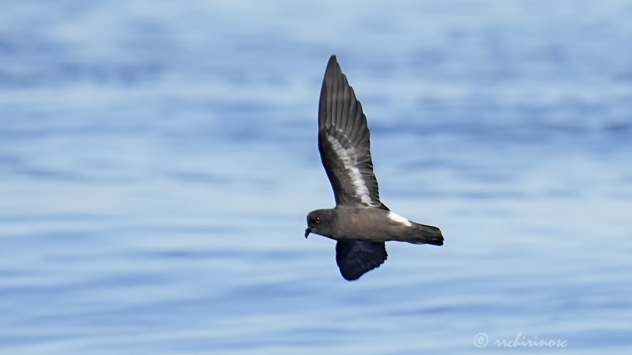 European storm petrel