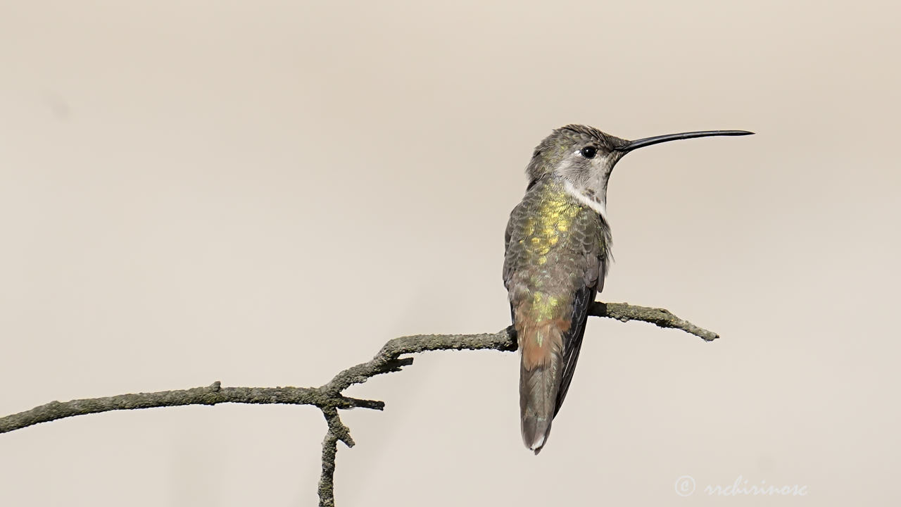Oasis hummingbird