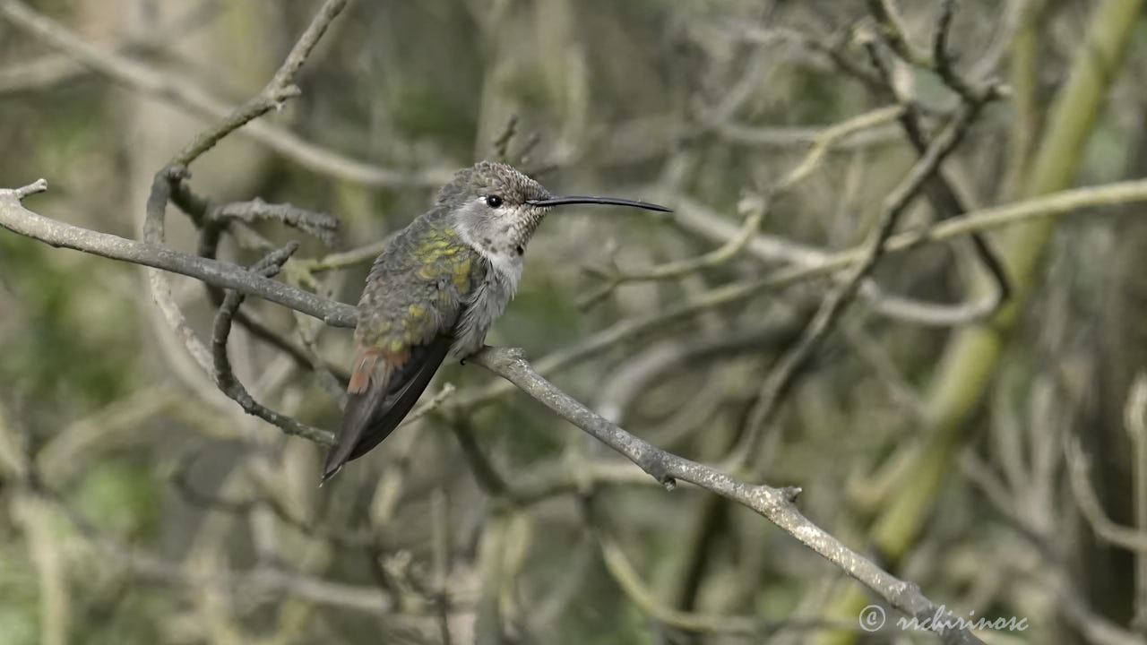 Oasis hummingbird