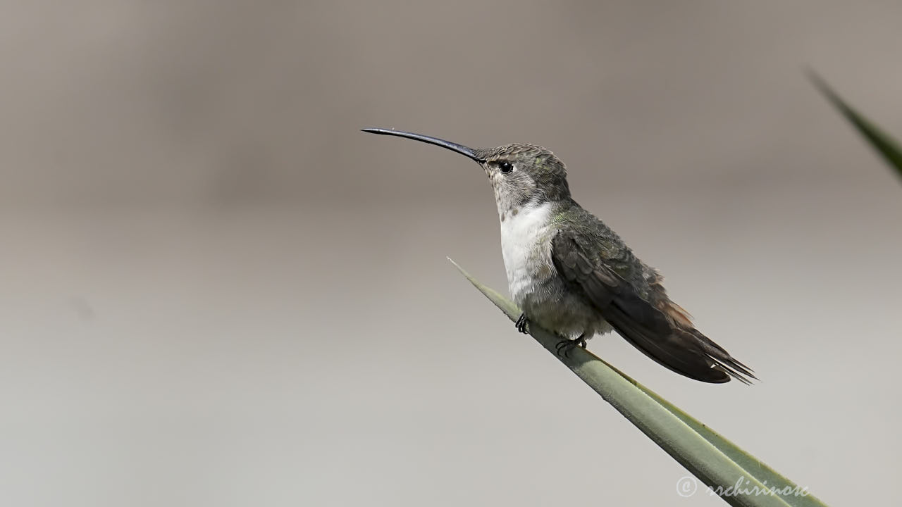 Oasis hummingbird
