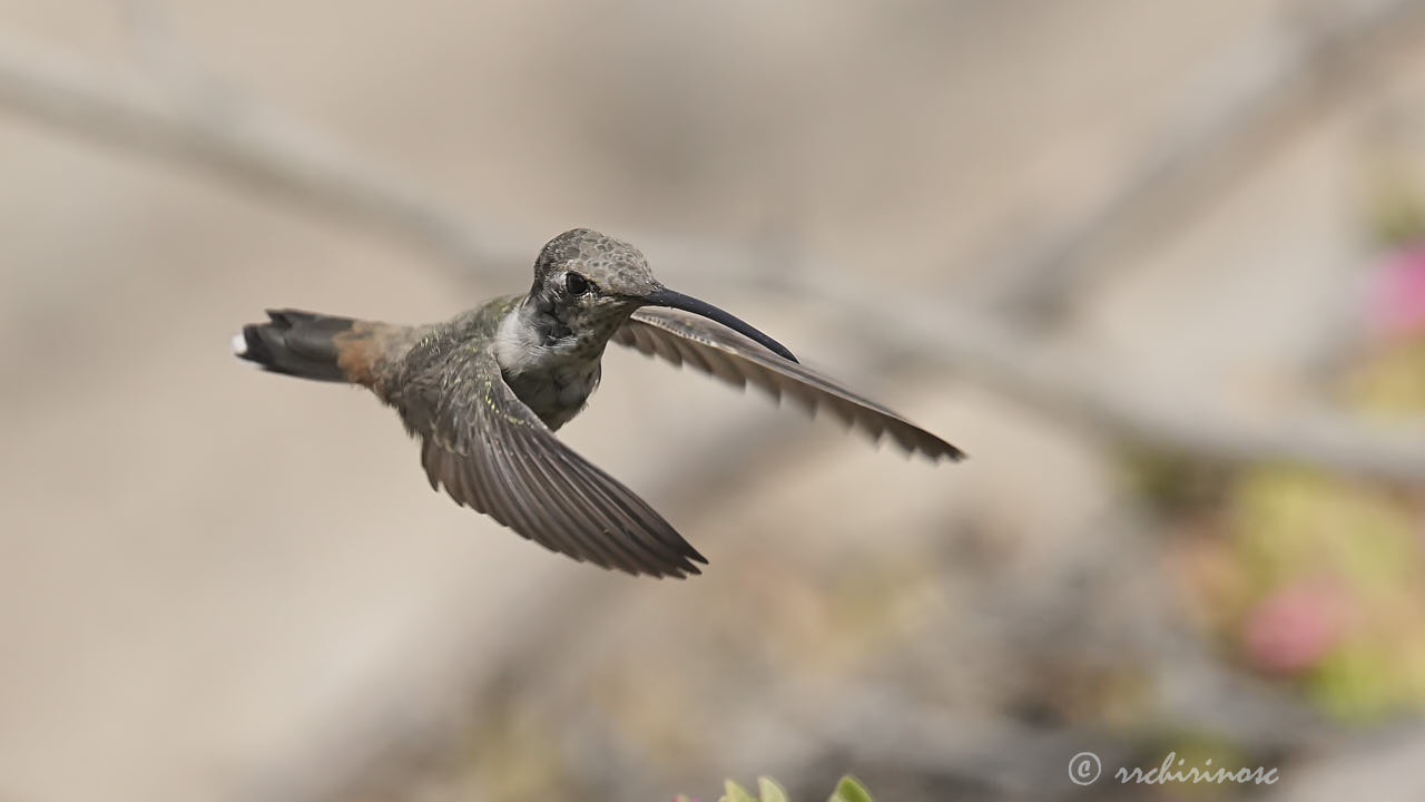 Oasis hummingbird
