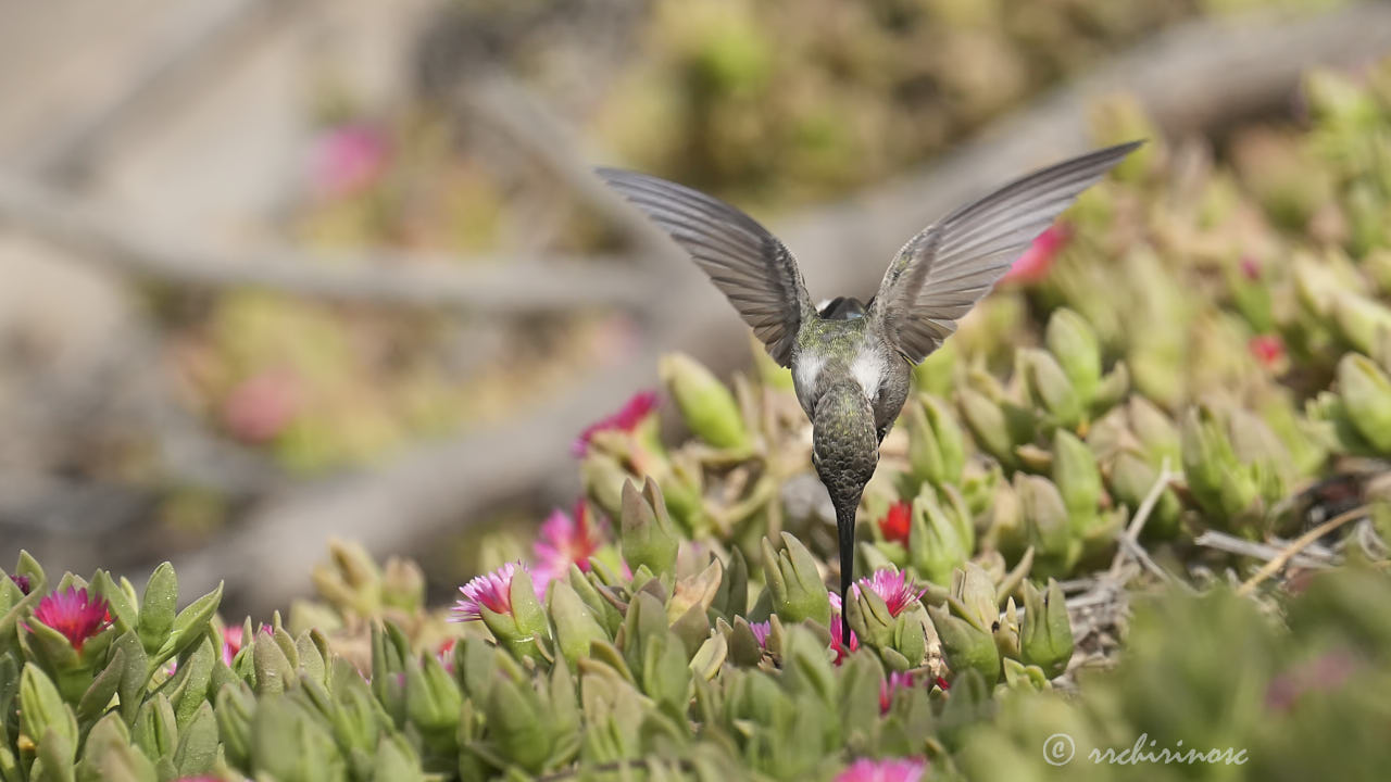 Oasis hummingbird
