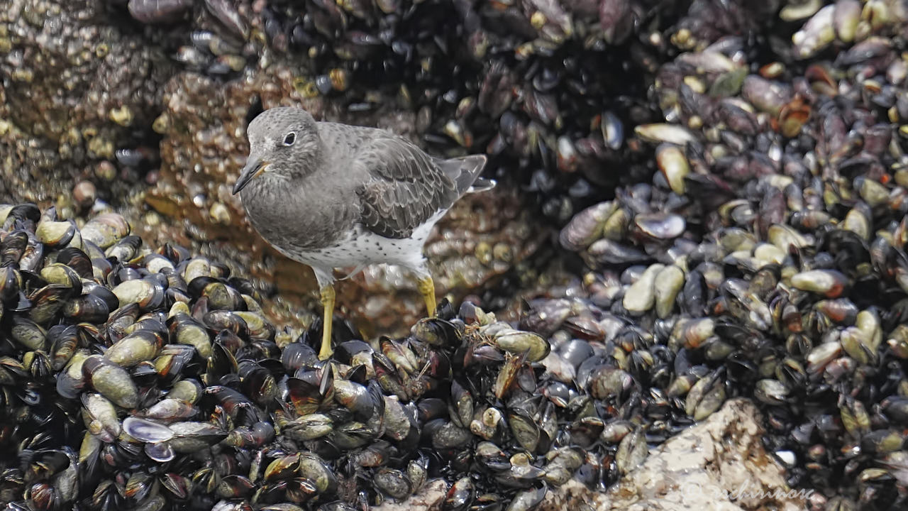 Surfbird