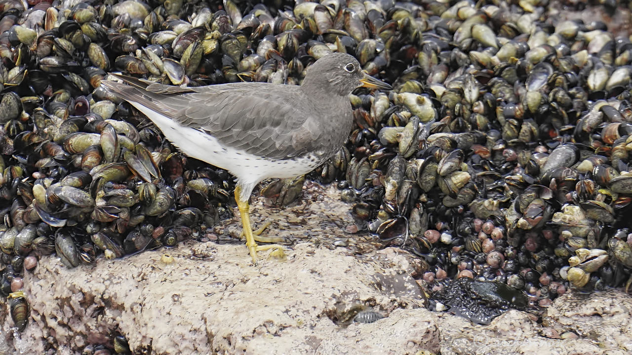 Surfbird
