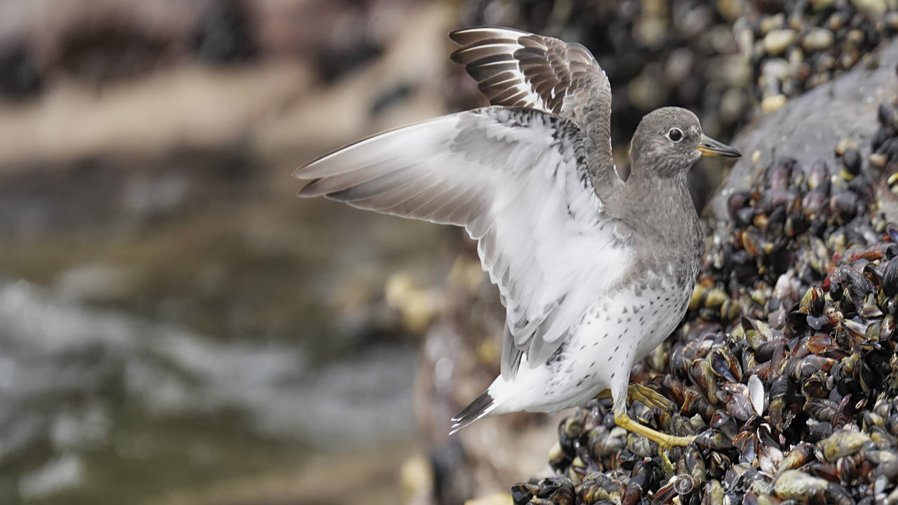 Surfbird