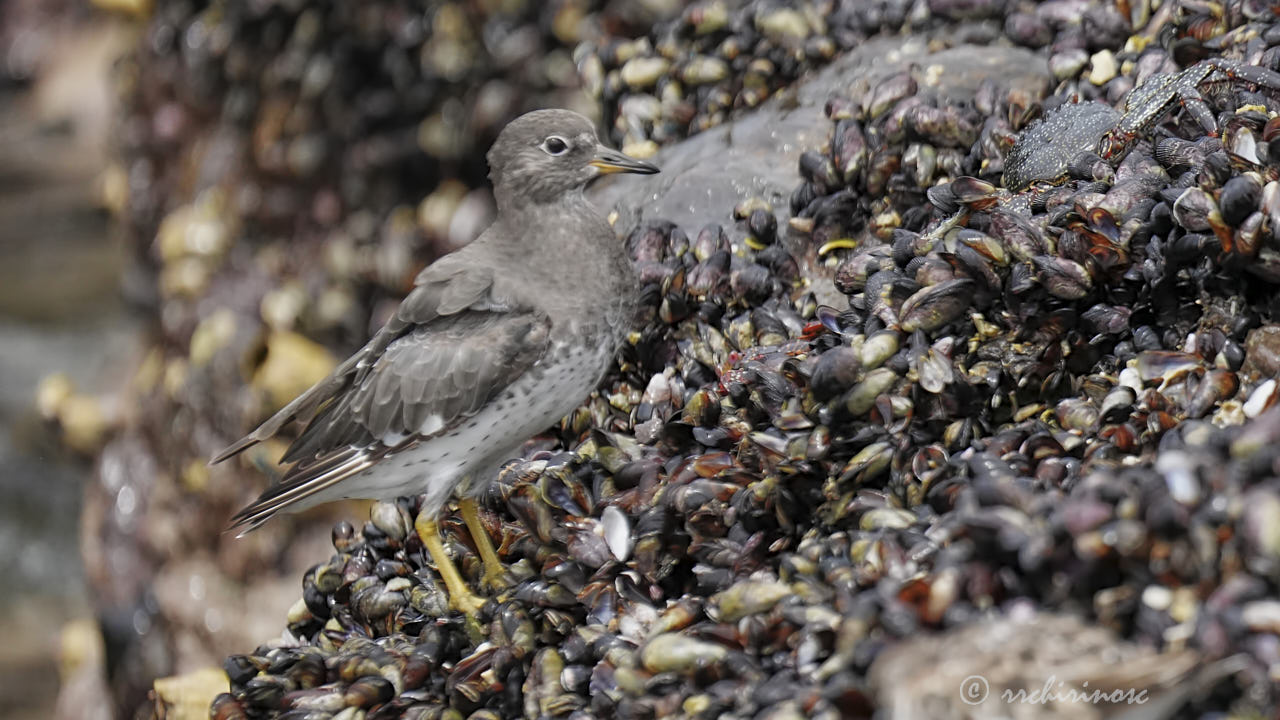 Surfbird