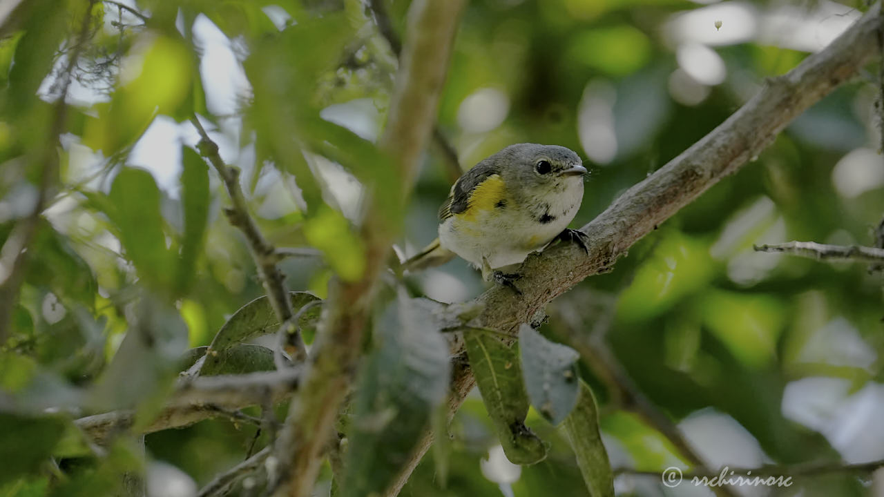 American redstart