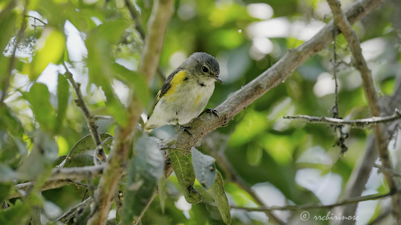 American redstart