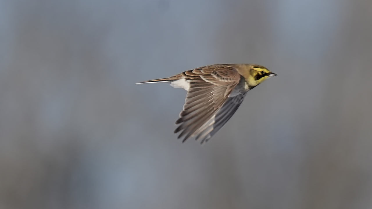 Horned lark