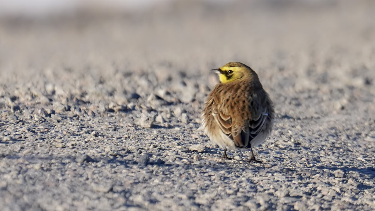 Horned lark