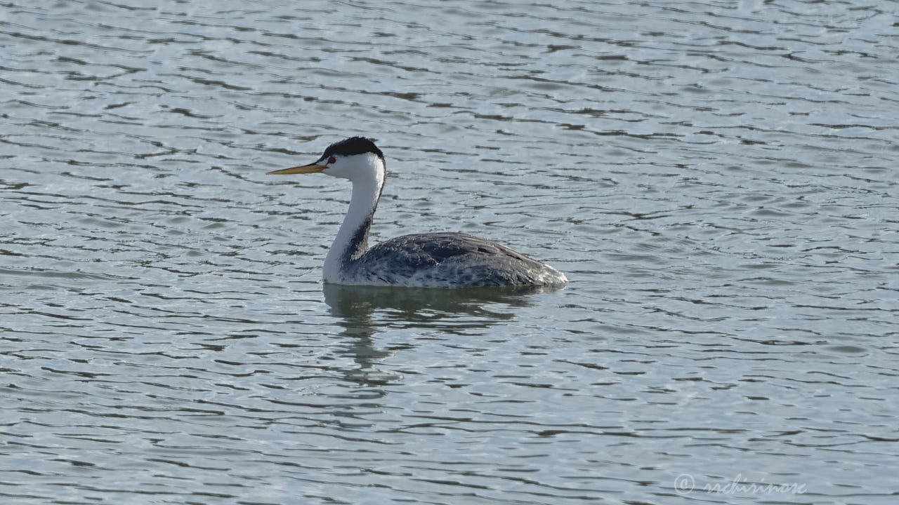 Clark's grebe