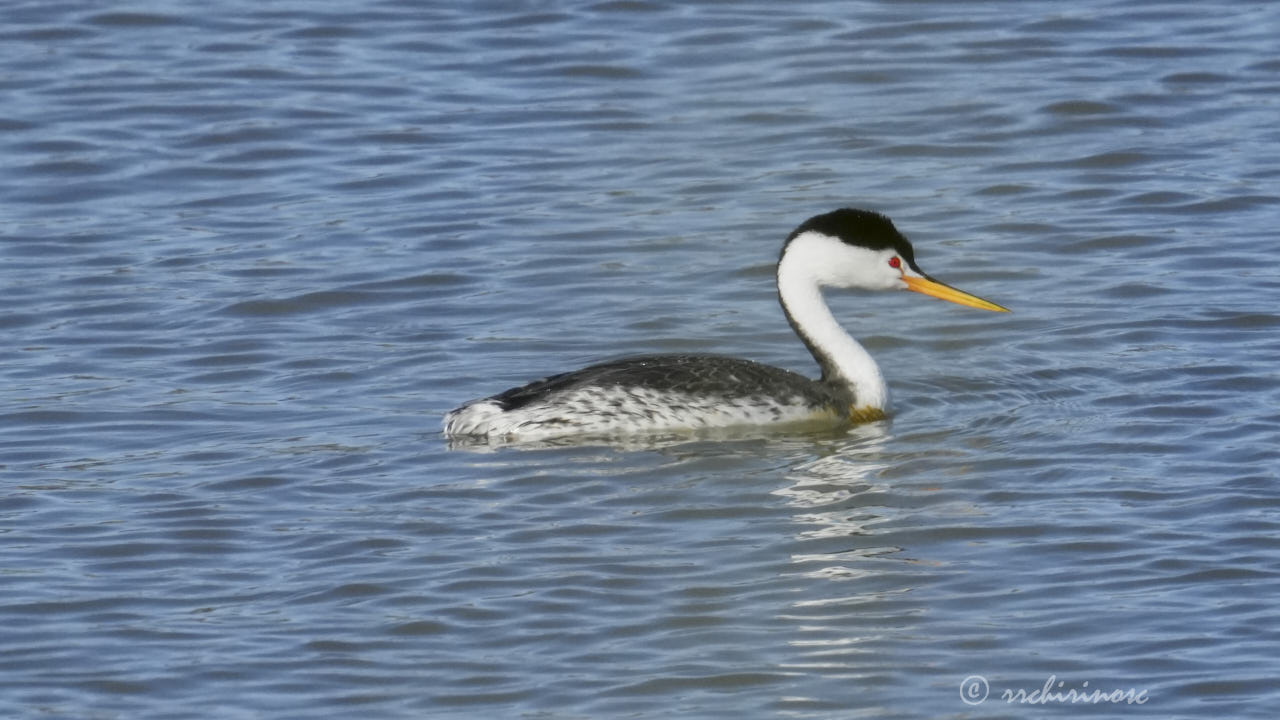 Clark's grebe