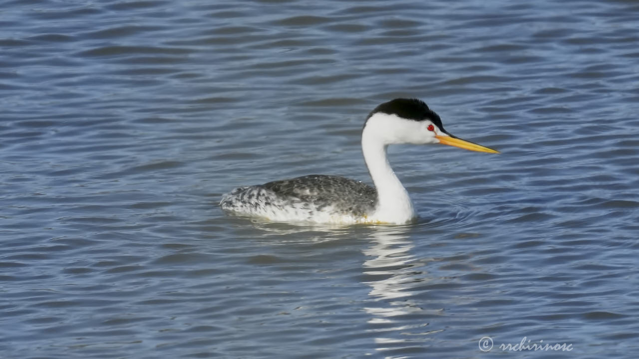 Clark's grebe