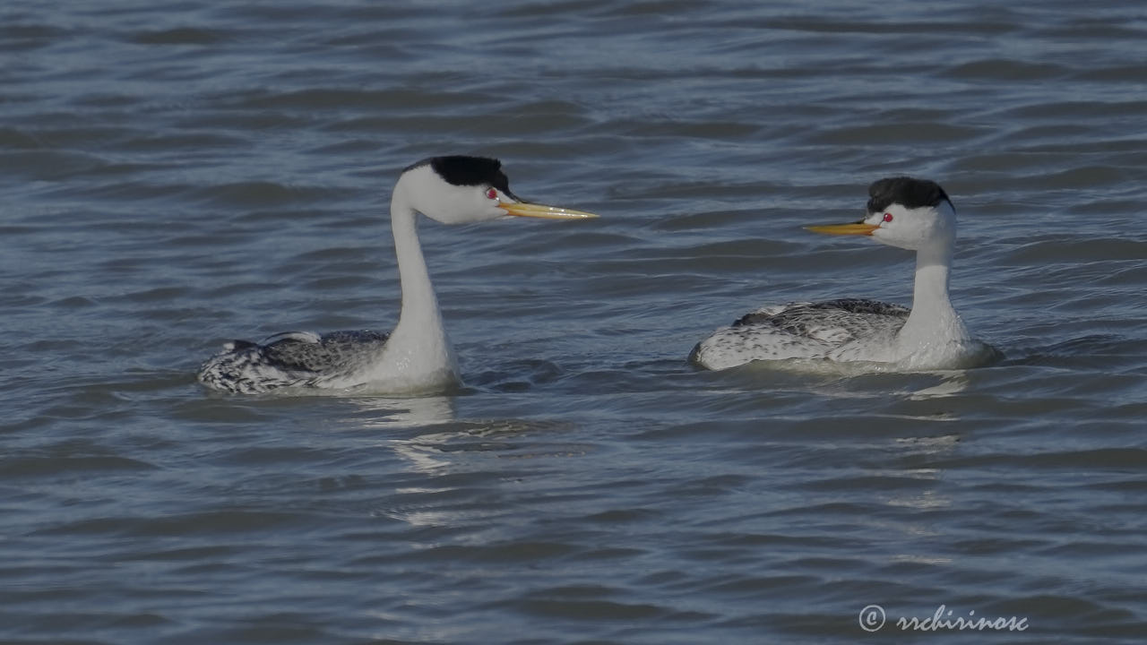 Clark's grebe