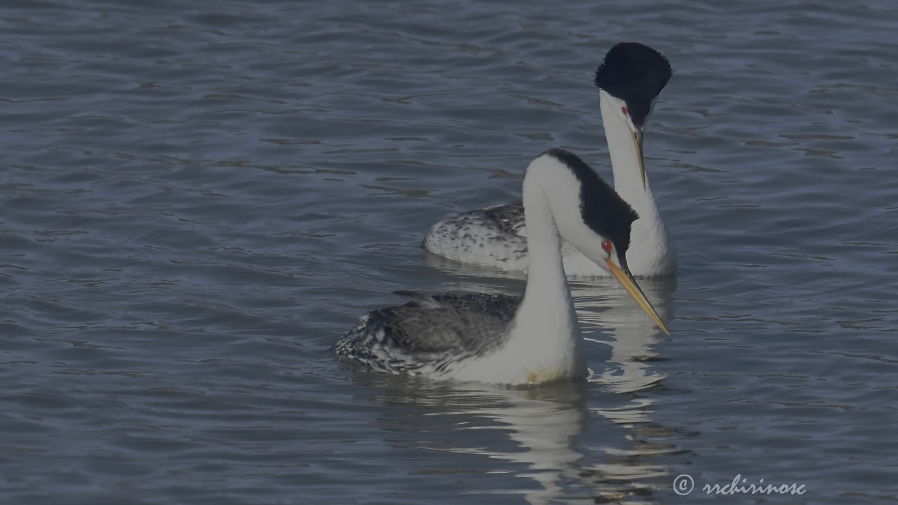 Clark's grebe