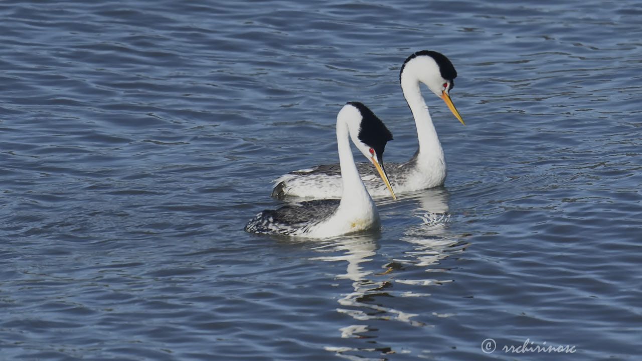 Clark's grebe