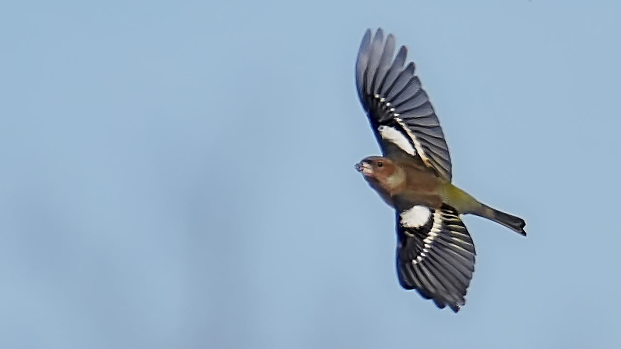 Common chaffinch