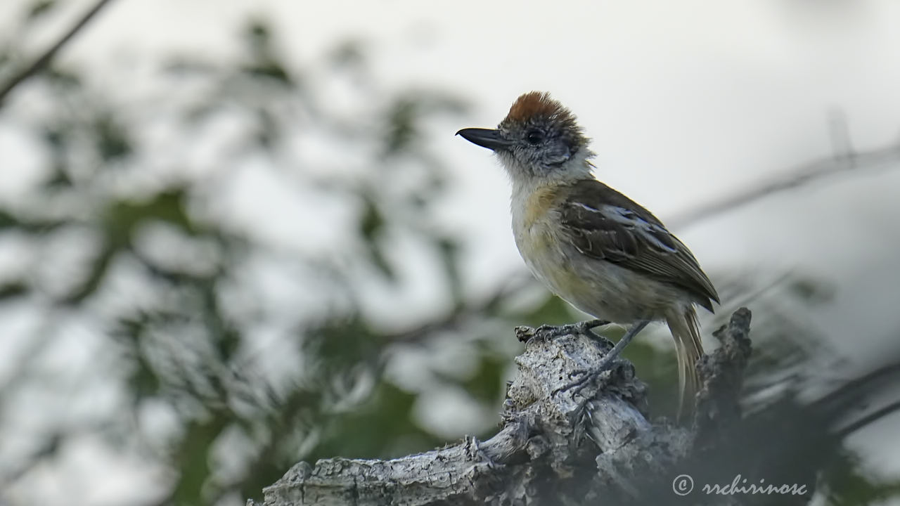 Marañon antshrike