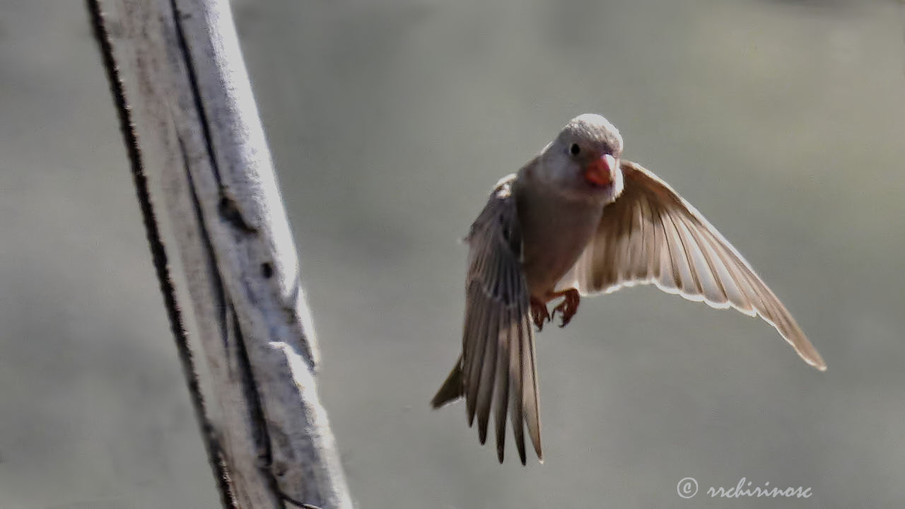 Trumpeter finch