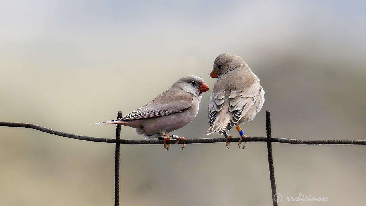 Trumpeter finch