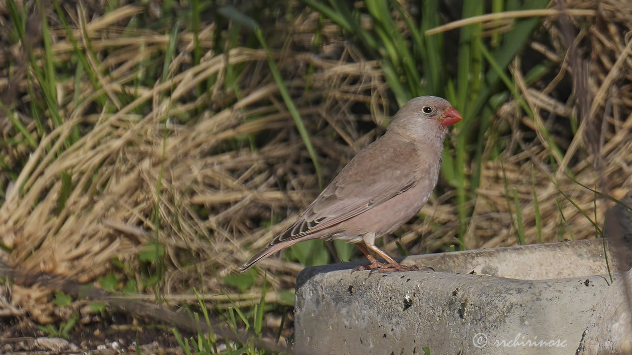 Trumpeter finch