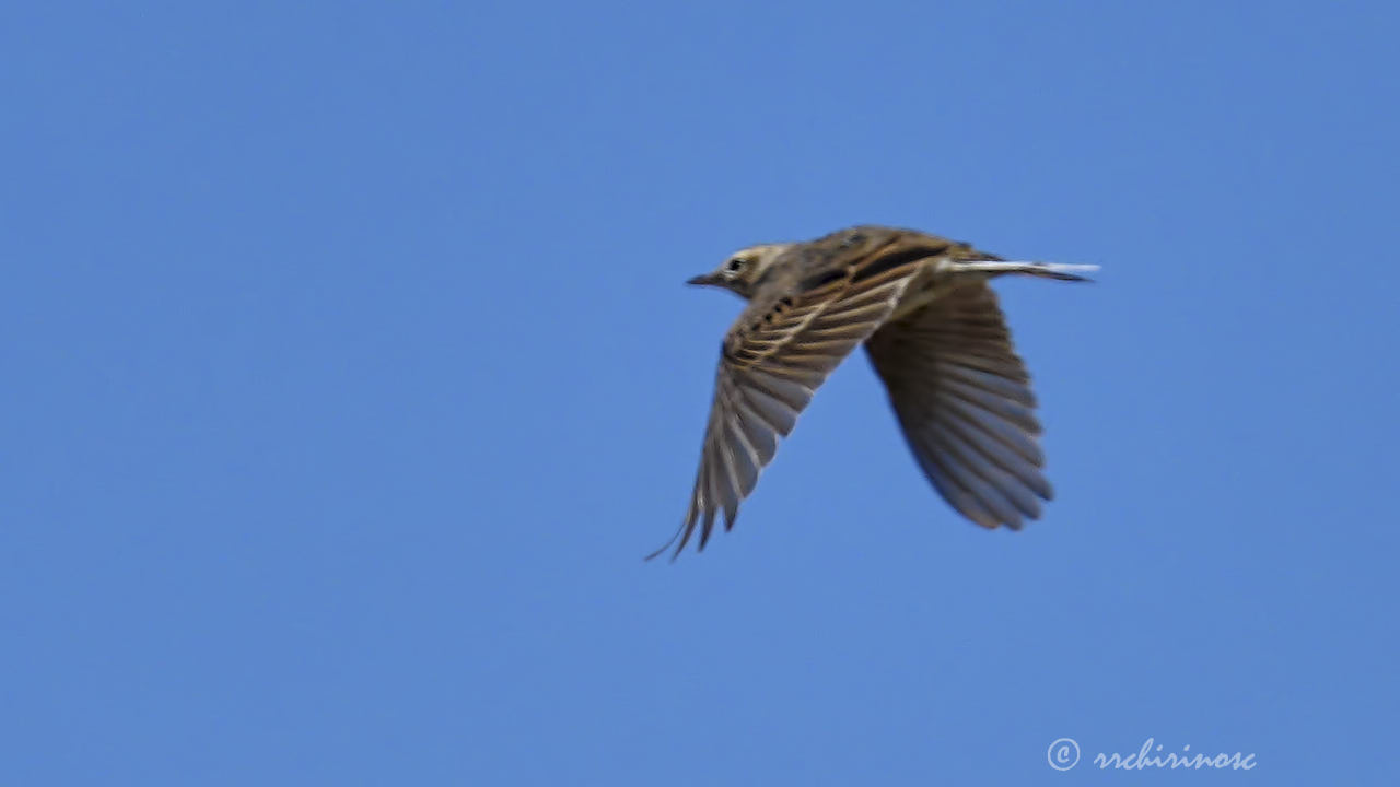 Richard's pipit