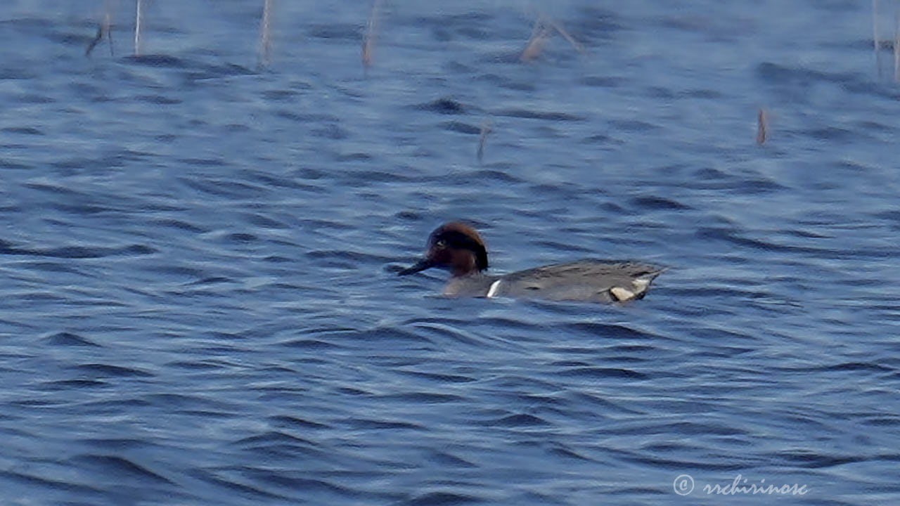American green winged teal