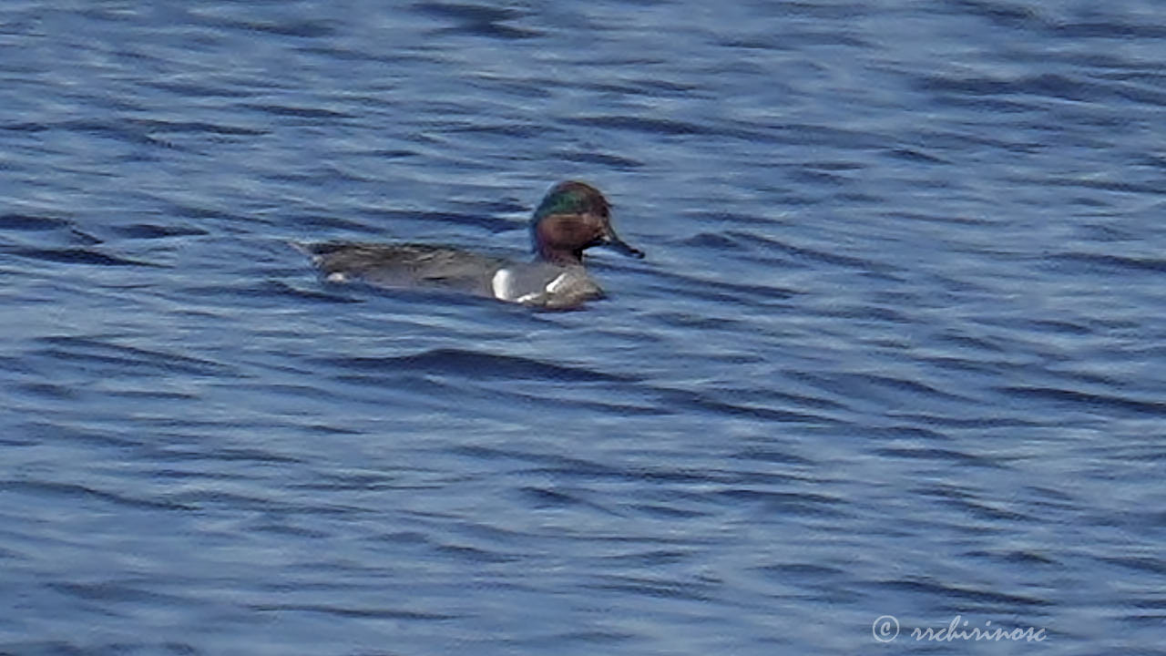 American green winged teal