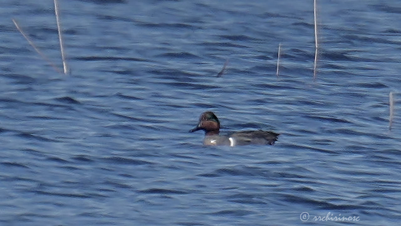 American green winged teal