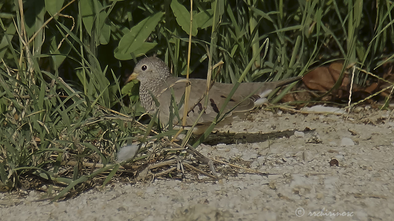 Common ground dove