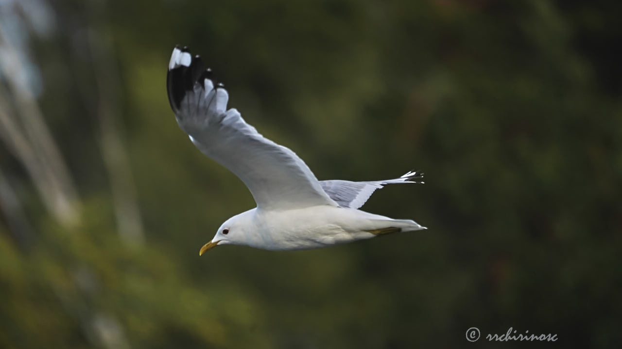 Mew gull